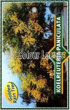 KOELREUTERIA paniculata - Click Image to Close