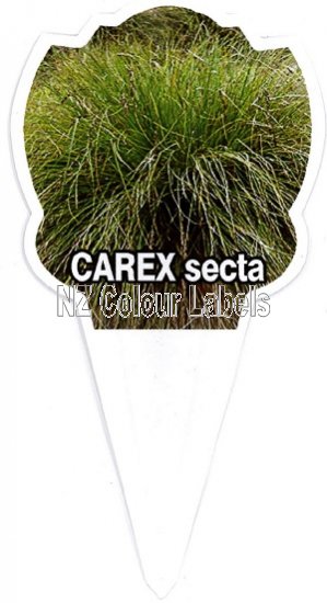 CAREX secta - Click Image to Close