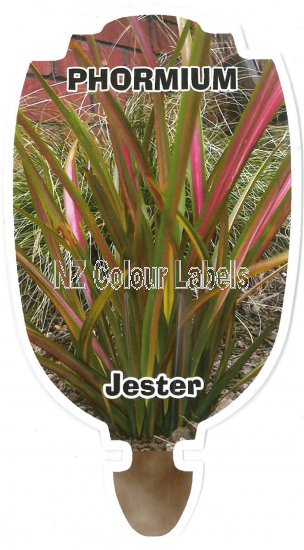 PHORMIUM Jester - Click Image to Close