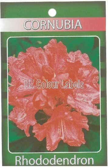 RHODODENDRON Cornubia - Click Image to Close