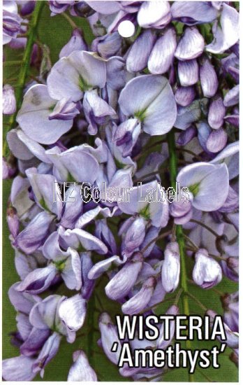 WISTERIA Amethyst - Click Image to Close