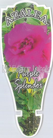 AZALEA Purple Splendor - Click Image to Close