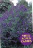 VITEX Agnus Castus