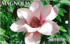 MAGNOLIA Serene