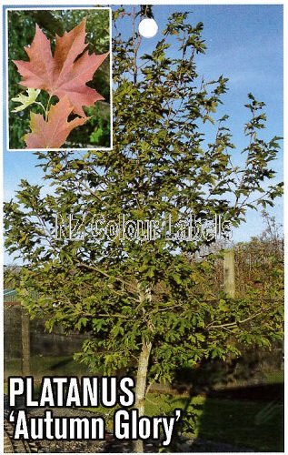 PLATANUS orientalis Autumn Glory - Click Image to Close