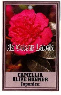 CAMELLIA Olive Honnor - Click Image to Close