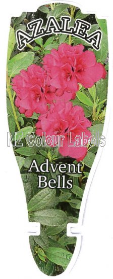 AZALEA Evergreen ADVENT BELLS - Click Image to Close