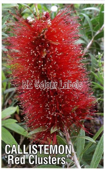 CALLISTEMON Red Clusters - Click Image to Close