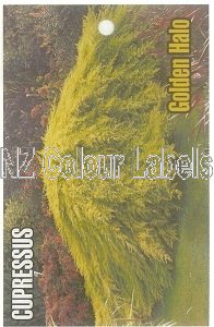 CUPRESSUS Golden Halo - Click Image to Close