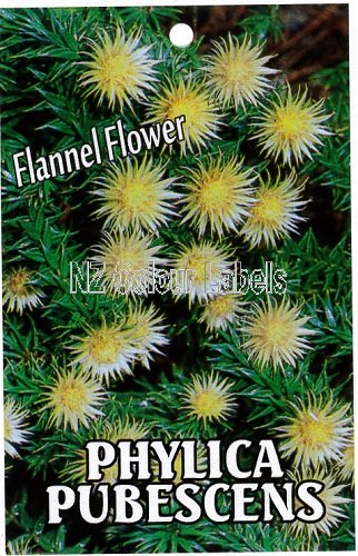 PHYLICA pubescens - Click Image to Close