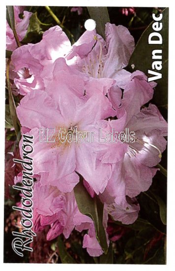 RHODODENDRON Van Dec - Click Image to Close