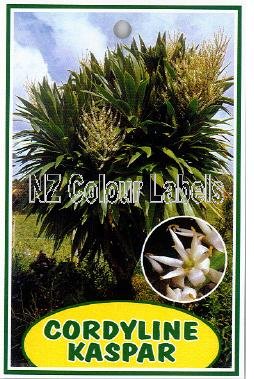 CORDYLINE Kaspar - Click Image to Close