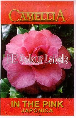 CAMELLIA In the Pink - Click Image to Close