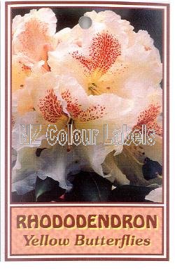 RHODODENDRON Yellow Butterflies - Click Image to Close