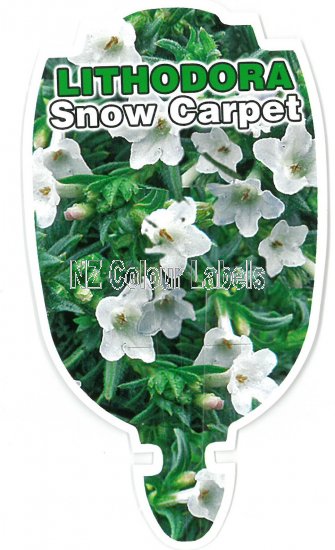 LITHODORA alba SNOW CARPET - Click Image to Close