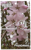 PRUNUS Awanui