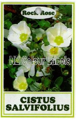 CISTUS salvifolius - Click Image to Close