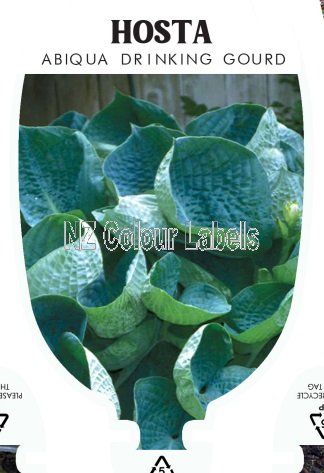 HOSTA ABIQUA 'DRINKING GOURD' - Click Image to Close