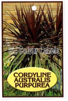 CORDYLINE australis Purpurea - Click Image to Close