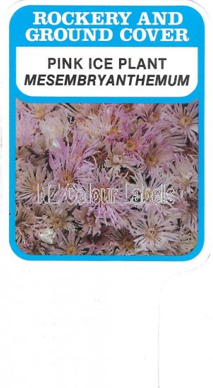 MESEMBRYANTHEMUM Pink - Click Image to Close