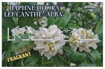 DAPHNE odora Leucanthe Alba