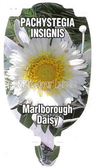 PACHYSTEGIA INSIGNIS [Malborough Daisy] - Click Image to Close