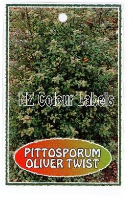 PITTOSPORUM Oliver Twist - Click Image to Close