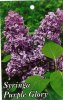 SYRINGA Purple Glory