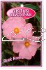 CISTUS Silver Pink