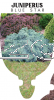 JUNIPERUS SQUAMATA BLUE STAR