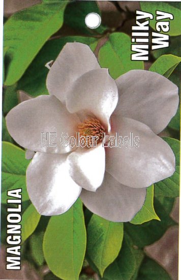 MAGNOLIA Milky Way - Click Image to Close