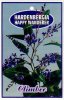 HARDENBERGIA Happy Wanderer