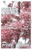 PRUNUS campanulata PINK CLOUD