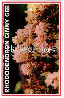 RHODODENDRON Ginny Gee - Click Image to Close