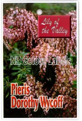 PIERIS Dorothy Wykoff - Click Image to Close