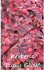 BERBERIS Rosy Glow