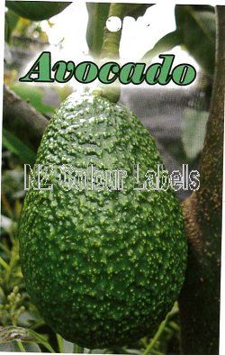 AVOCADO Avocado - Click Image to Close