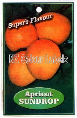 APRICOT Sundrop - Click Image to Close