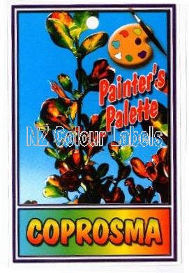 COPROSMA repens Painters Pallette - Click Image to Close