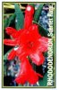 RHODODENDRON Scarlet King