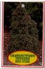 CHAMAECYPARIS thyoides Red Star