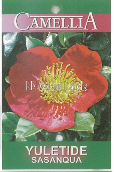 CAMELLIA Yuletide Sasanqua - Click Image to Close