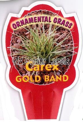 CAREX Gold Band - Click Image to Close