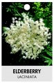 ELDERBERRY laciniata ELDERBERRY laciniata