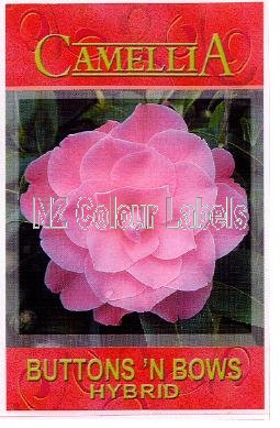 CAMELLIA Buttons 'n Bows - Click Image to Close