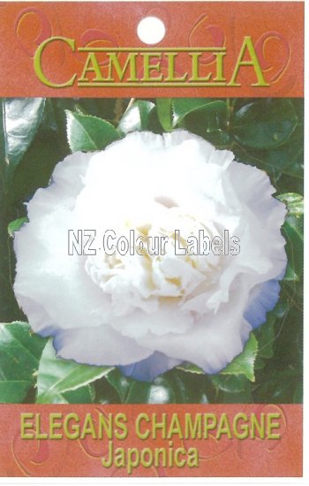 CAMELLIA Elegans Champagne Japonica - Click Image to Close