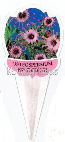 OSTEOSPERMUM Pink Starry Eyes - Click Image to Close