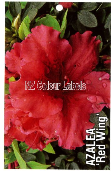 AZALEA Evergreen RED WING - Click Image to Close