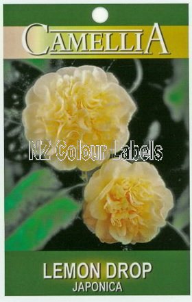 CAMELLIA Lemon Drop - Click Image to Close