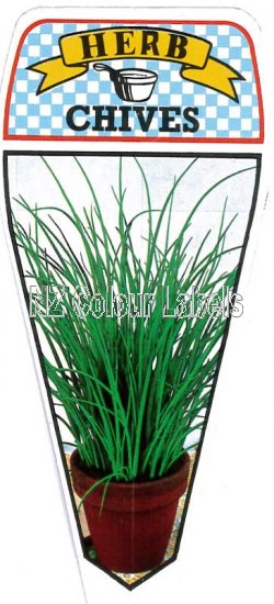 Chives - Allium Schoenoprasum - Click Image to Close